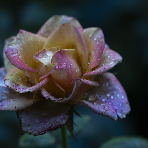 Photo #13907674