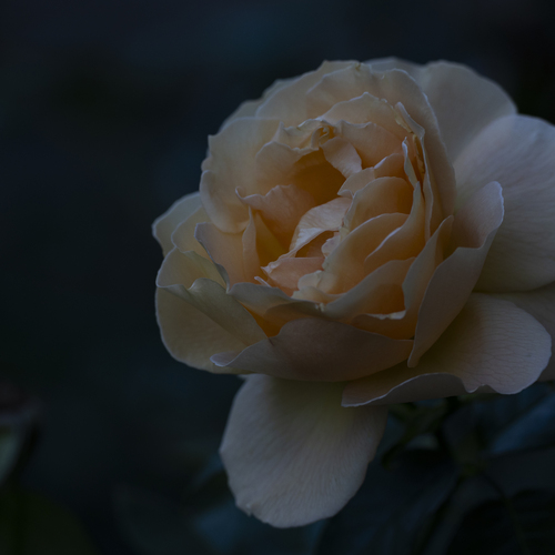 Photo #13907799