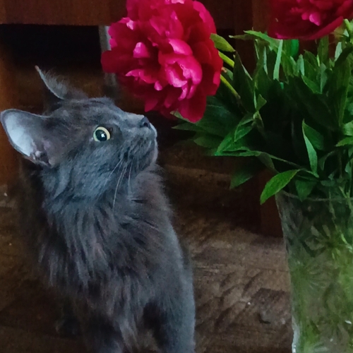 Photo #13907814