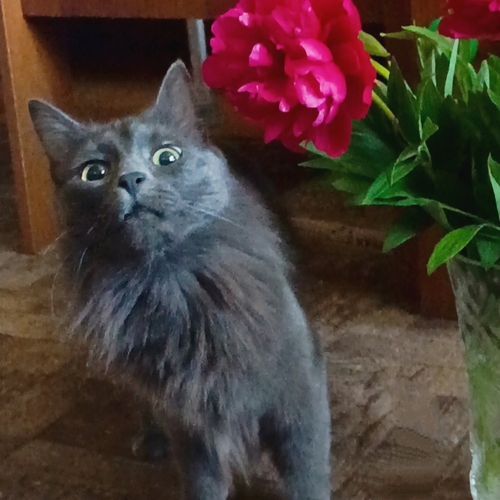 Photo #13907825