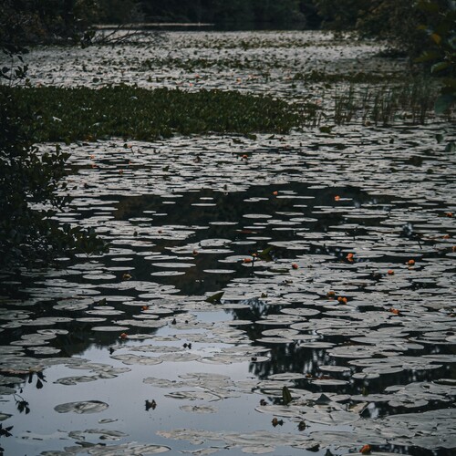 Photo #13907923