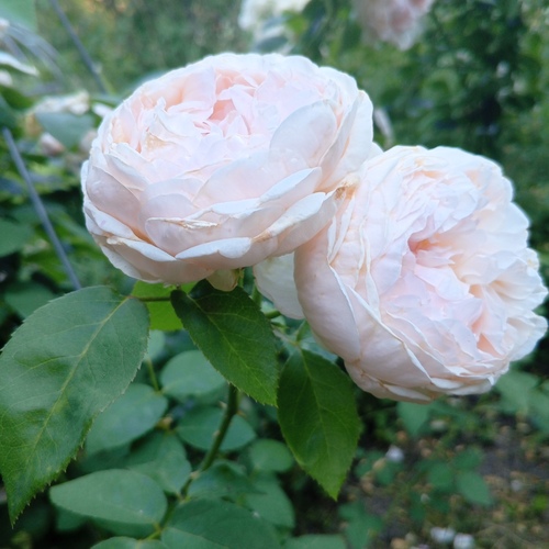 Photo #13907978