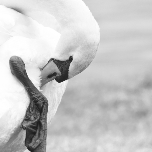 Photo #13908037