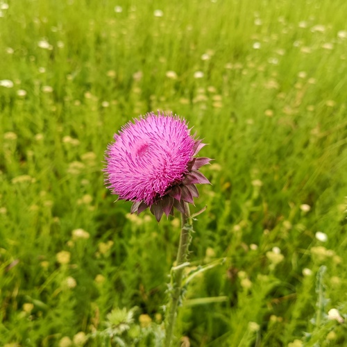 Photo #13908040