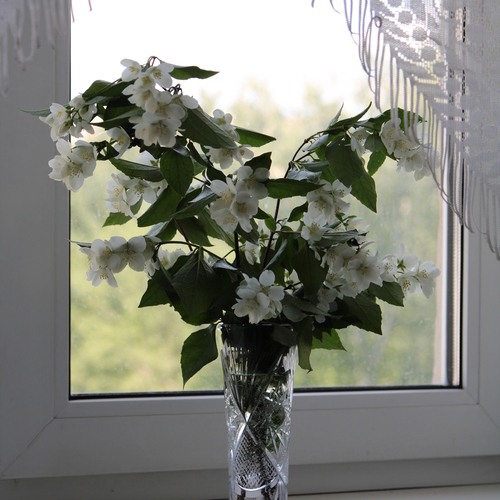 Photo #13908081