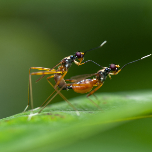 Chamara Sulakkhana Polwatta Siriyalage