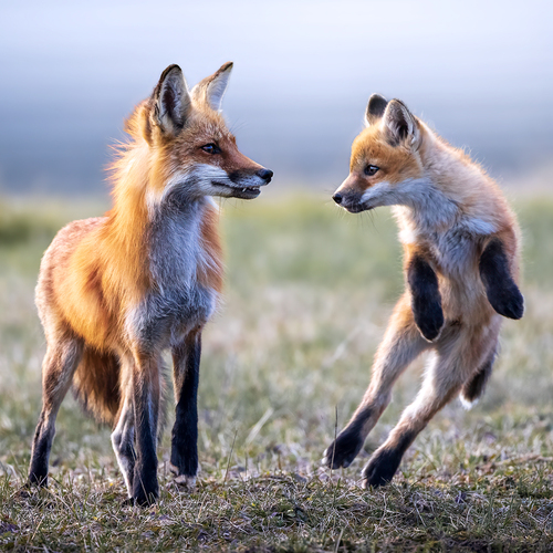 Photo #13908331