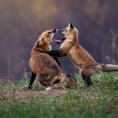 Photo #13908335
