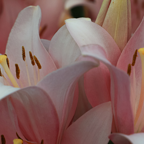 Photo #13908408