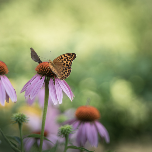 Summer Stillness