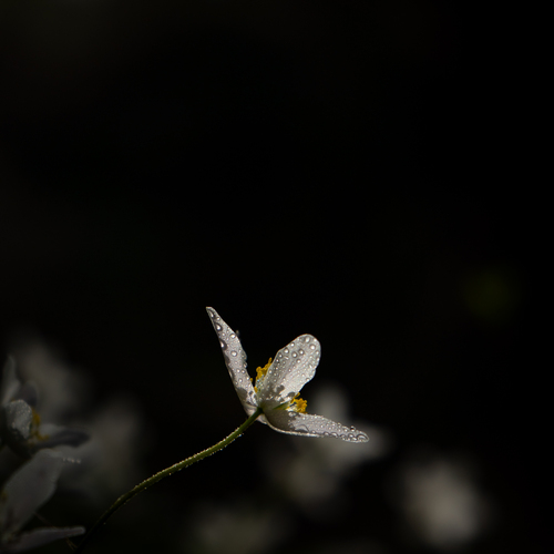 Jewels of Rain