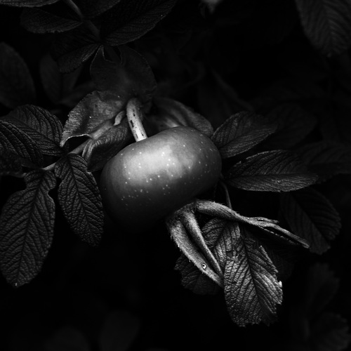 Photo #13908734
