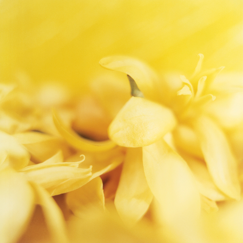 FLOWER 2