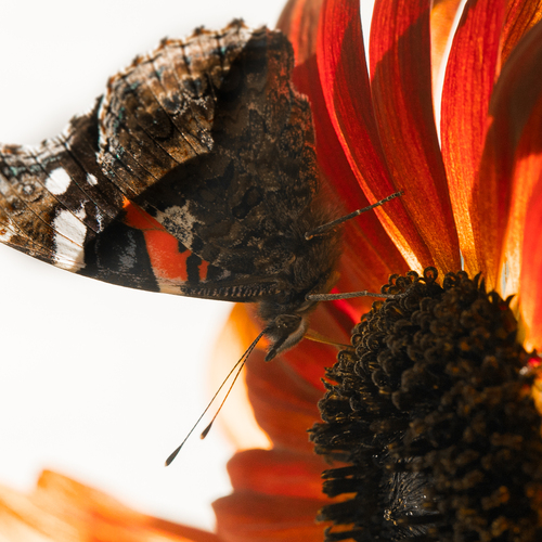 Photo #13909084