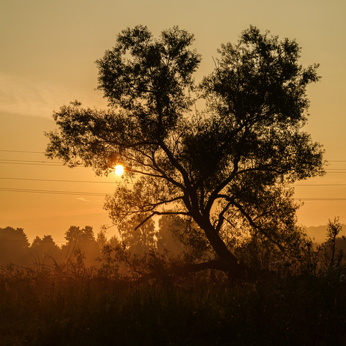 Photo #13909226