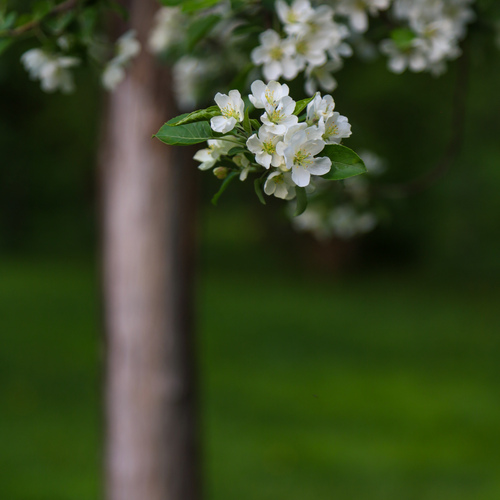 Photo #13909307