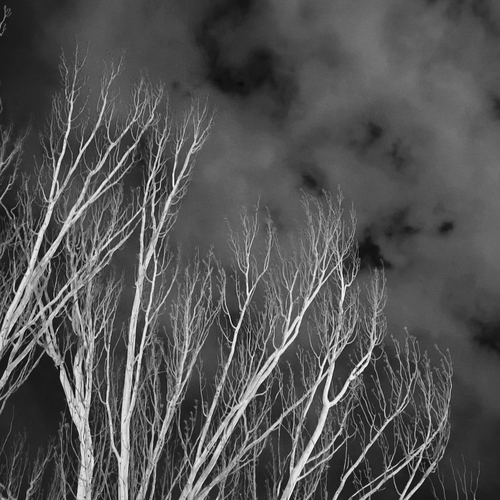 Photo #13909311