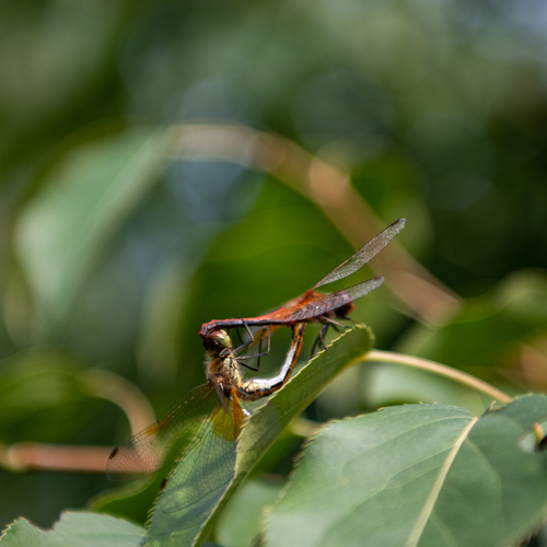 Photo #13909358