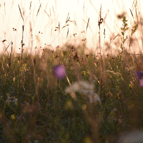 Photo #13909837