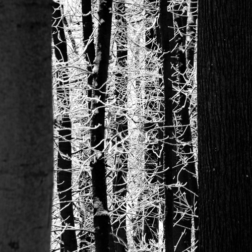 Photo #13909923