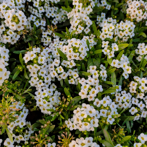White Carpet of Alyssum