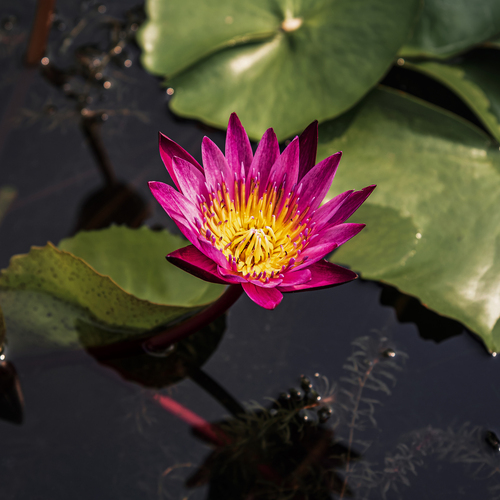 Fuchsia-colored star lotus