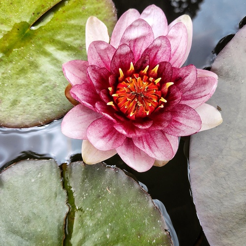 Delicate flower
