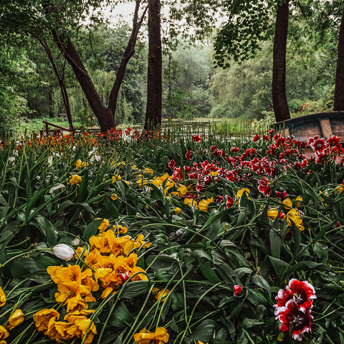 The season of tulips in the Aptekarsky Ogorod