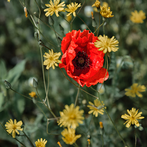 Poppy and friends