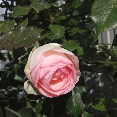 Photo #13910207