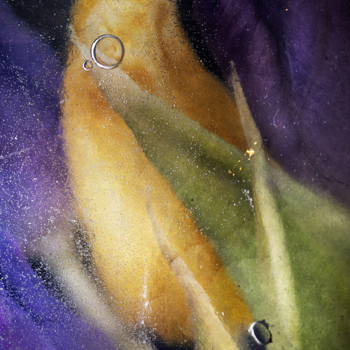 Photo #13910282