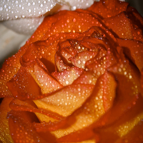 Photo #13910376