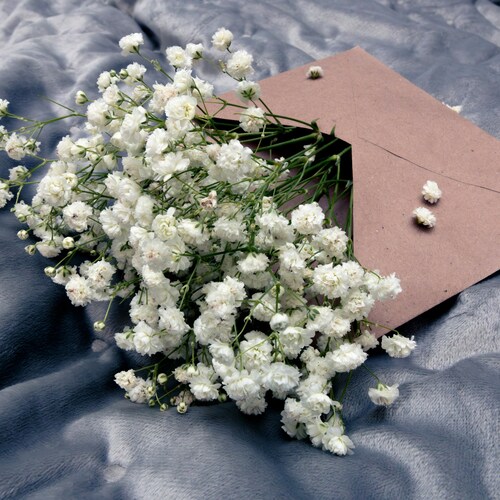 Photo #13910576