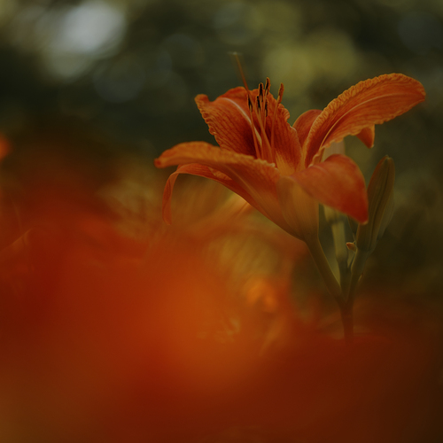 Photo #13910585