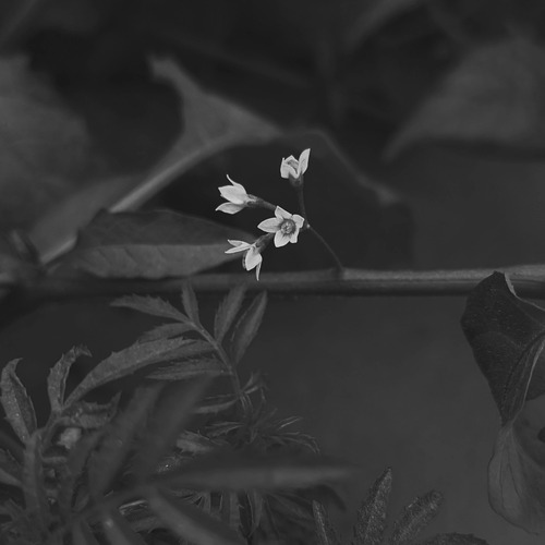 Photo #13910683