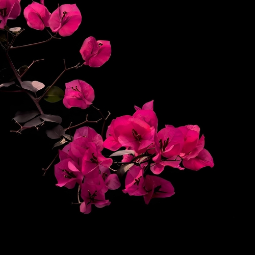 Bloom in the Dark