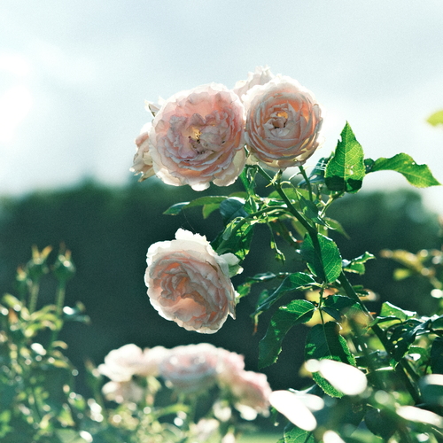 Dog days Roses