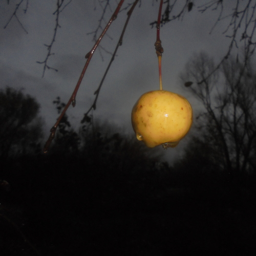 Photo #13910845