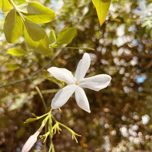 The white flower