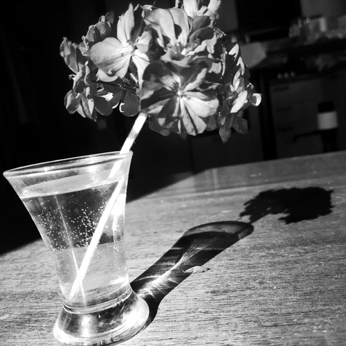 Photo #13911286
