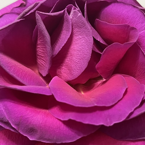 Photo #13911330