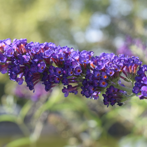 Photo #13911452