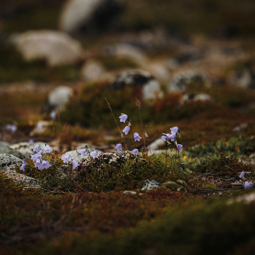 Photo #13911584