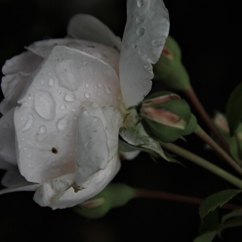 Photo #13911602