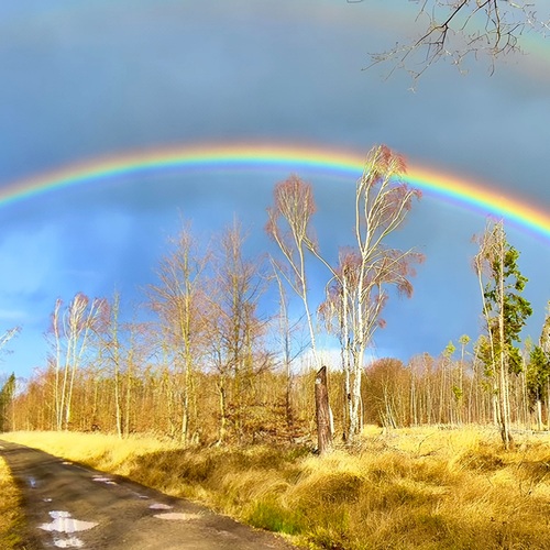 Double Arc Over the Golden Forest