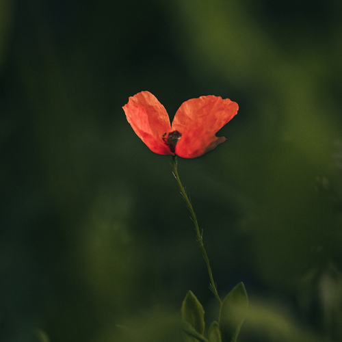 Фотография #13911735