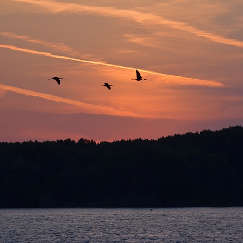 Photo #13912291