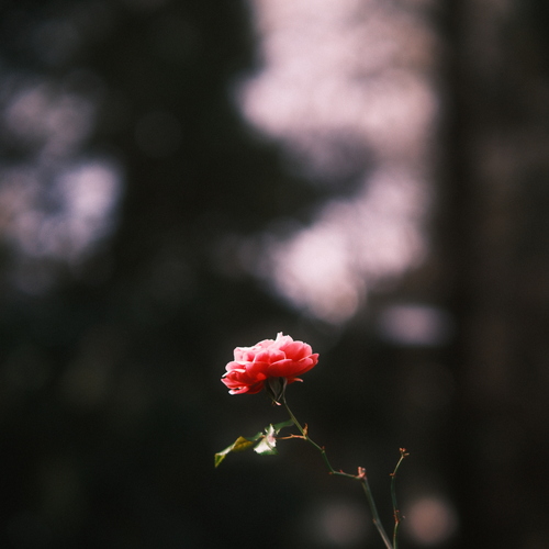 A lone rose in the winter