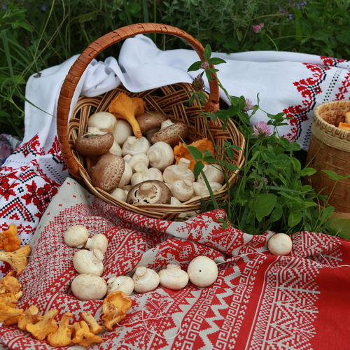 Натюрморт с грибами шампиньенами и лисичками на природе.