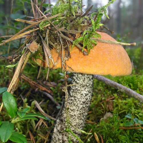 Photo #13912927